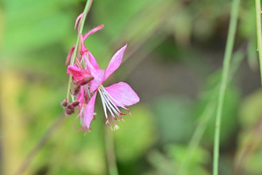 Güzel çiçeğin yakın plan görüntüsü, doğa konsepti.