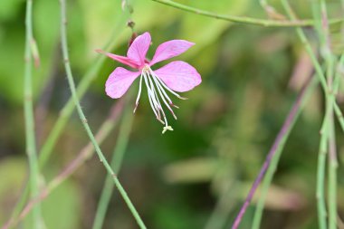 Güzel çiçeğin yakın plan görüntüsü, doğa konsepti.