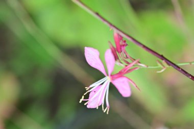 Güzel çiçeğin yakın plan görüntüsü, doğa konsepti.