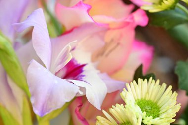 Güzel çiçeğin yakın plan görüntüsü, doğa konsepti.