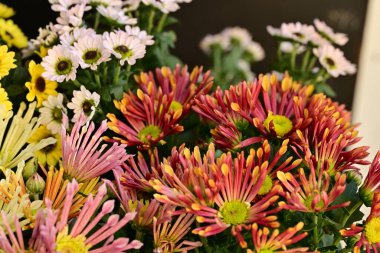 close up beautiful chrysanthemum flowers 