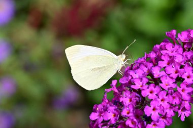 Güzel çiçeğin yakın plan görüntüsü, doğa konsepti.
