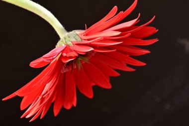 Güzel çiçeğin yakın plan görüntüsü, doğa konsepti.