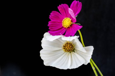 Koyu arkaplanda güzel çiçekler, yaz konsepti, yakın görüş        