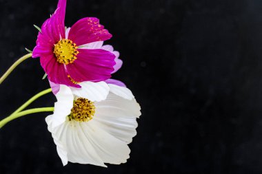 Koyu arkaplanda güzel çiçekler, yaz konsepti, yakın görüş        