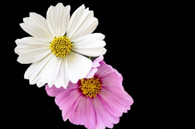 Koyu arkaplanda güzel çiçekler, yaz konsepti, yakın görüş        