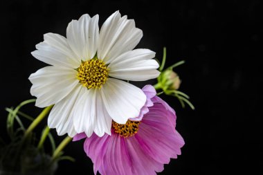 Siyah arka planda narin çiçekleri olan güzel çiçek buketini kapat.       