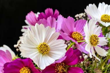 Yumuşak çiçekli güzel çiçeklerin manzarasını kapat.         