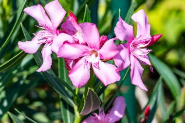 Kapalı yaz bahçesinde açan güzel çiçeklerin manzarası          