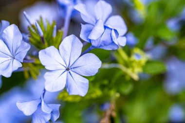 Kapalı yaz bahçesinde açan güzel çiçeklerin manzarası          