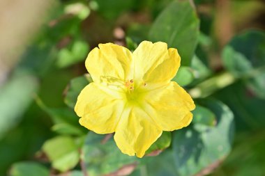 Güzel çiçeğin yakın plan görüntüsü, doğa konsepti.