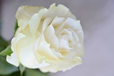 Güzel beyaz gül çiçeği, yakından. 