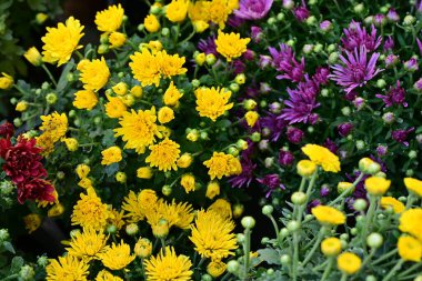 Bahçedeki güzel kasımpatı çiçekleri 