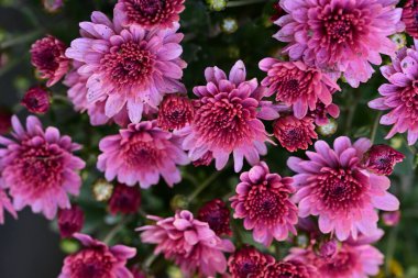 Bahçedeki güzel kasımpatı çiçekleri 