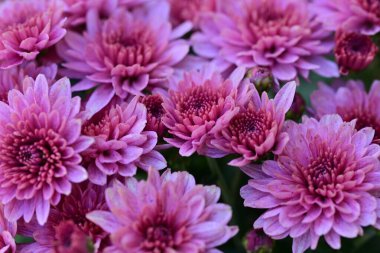 Bahçedeki güzel kasımpatı çiçekleri 