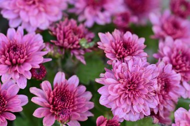 Bahçedeki güzel kasımpatı çiçekleri 