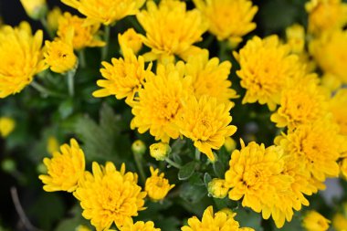 Bahçedeki güzel kasımpatı çiçekleri 