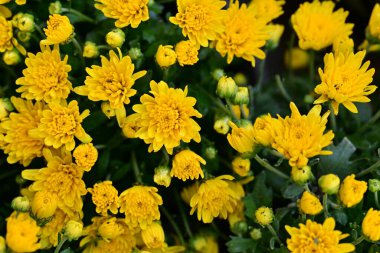 Bahçedeki güzel kasımpatı çiçekleri 