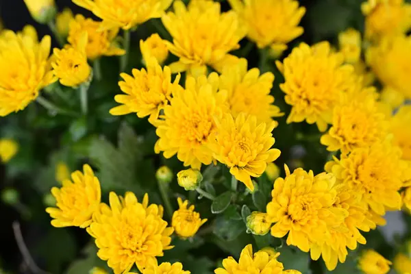 Bahçedeki güzel kasımpatı çiçekleri 