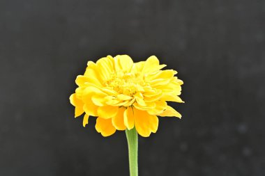 Siyah arka planda güzel bir zinnia çiçeği