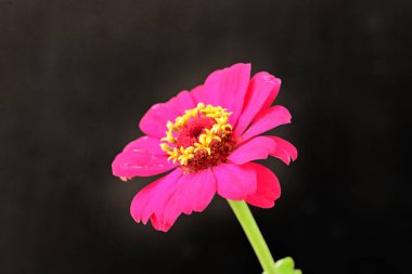 Siyah arka planda güzel bir zinnia çiçeği