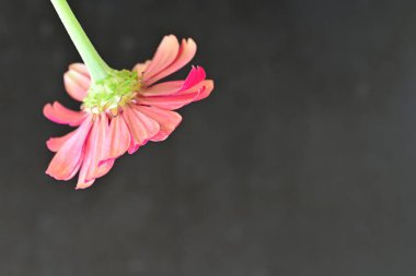 close up zinnia flower on dark background