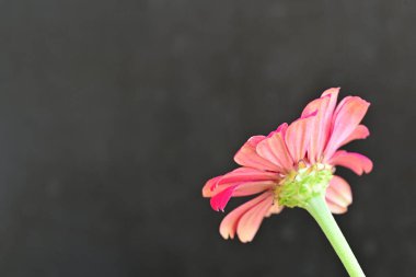 close up zinnia flower on dark background