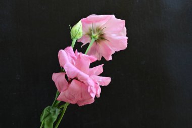 Siyah arka planda güzel pembe Eustoma çiçekleri