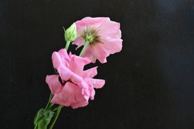 Siyah arka planda güzel pembe Eustoma çiçekleri