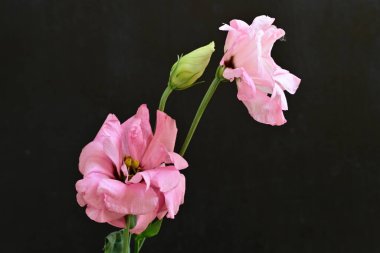 Siyah arka planda güzel pembe Eustoma çiçekleri