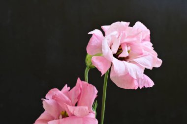Siyah arka planda güzel pembe Eustoma çiçekleri