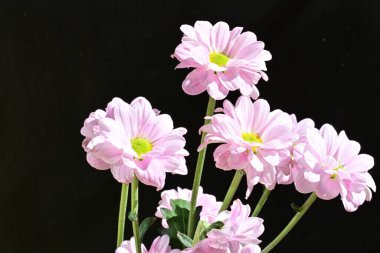 pink Armeria maritima flowers on black background
