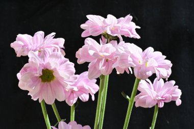 pink Armeria maritima flowers on black background