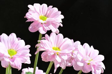 pink Armeria maritima flowers on black background