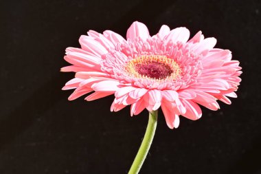 siyah arka plan üzerine pembe gerbera papatya 