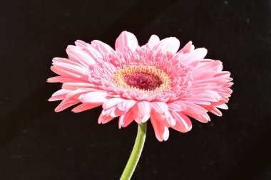 siyah arka plan üzerine pembe gerbera papatya 