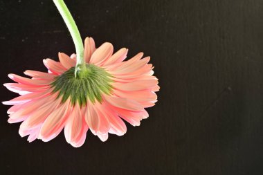 siyah arka plan üzerine pembe gerbera papatya 
