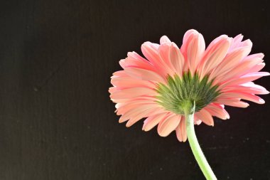 siyah arka plan üzerine pembe gerbera papatya 