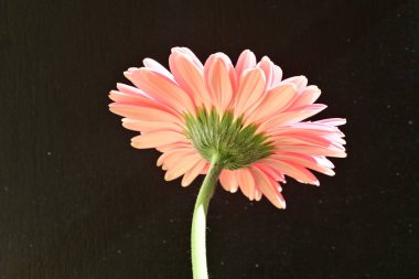 siyah arka plan üzerine pembe gerbera papatya 