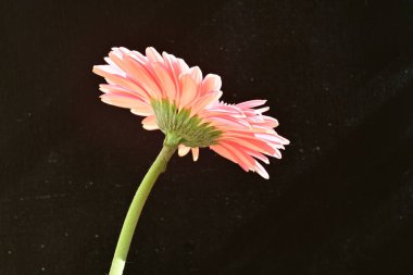 siyah arka plan üzerine pembe gerbera papatya 