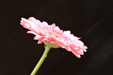 siyah arka plan üzerine pembe gerbera papatya 