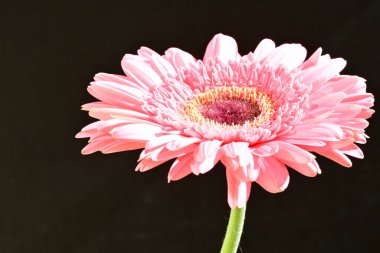 siyah arka plan üzerine pembe gerbera papatya 