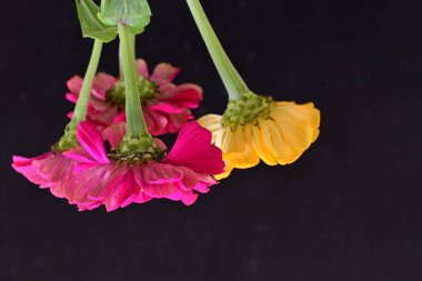 close up beautiful zinnia flowers on dark background 