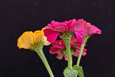 close up beautiful zinnia flowers on dark background 