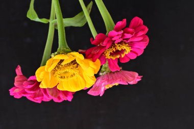 close up beautiful zinnia flowers on dark background 