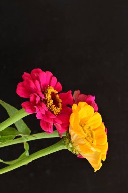 Zinnia çiçekleri koyu arkaplanda kapanıyor 