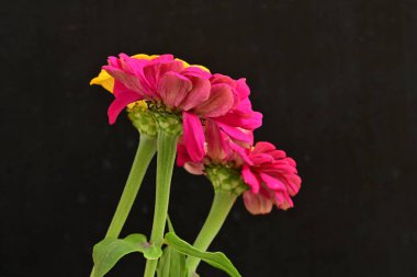 Zinnia çiçekleri koyu arkaplanda kapanıyor 