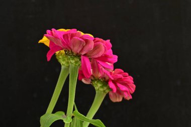 Zinnia çiçekleri koyu arkaplanda kapanıyor 