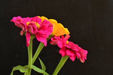 Zinnia çiçekleri koyu arkaplanda kapanıyor 