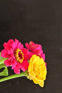 Zinnia çiçekleri koyu arkaplanda kapanıyor 